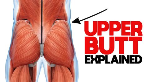 muscular butt vs fat butt|Buttock .